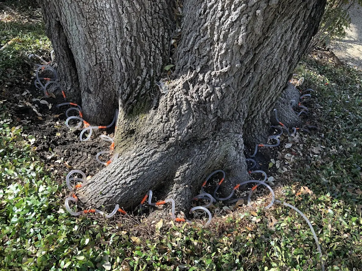 Detailed Tree Cabling and Bracing job site in Deep Run