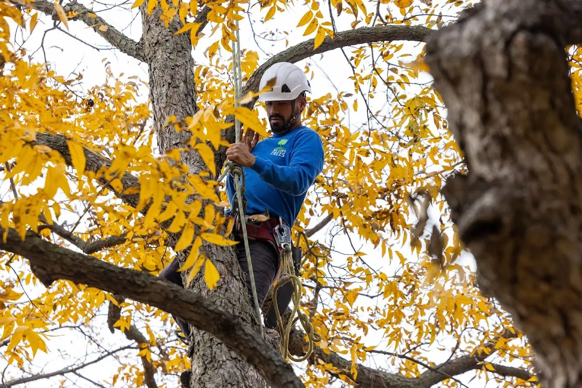 Skilled Tree Transplanting crew working in Deep Run