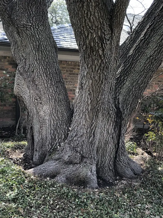 Mature heritage tree close to a Deep Run property cared for by certified arborists